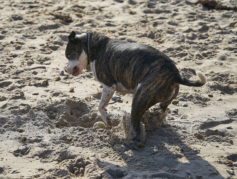 beach dig